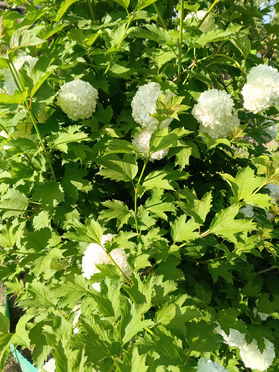 фото автора: калина Бульдонеж