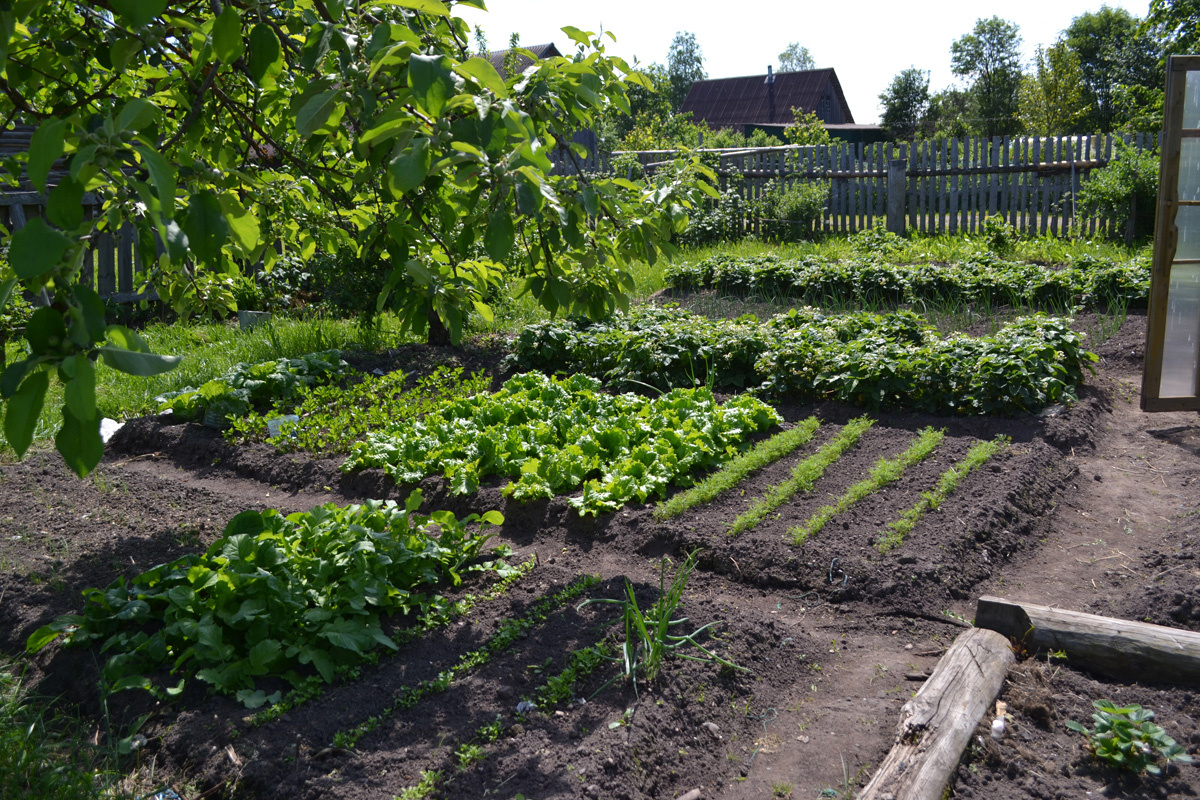 Общий вид огорода 