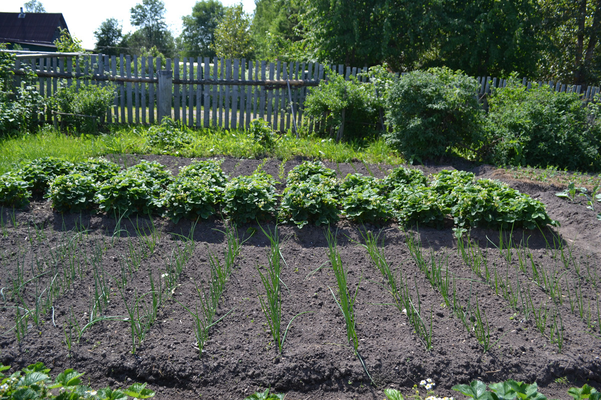 Лук репчатый из рассады