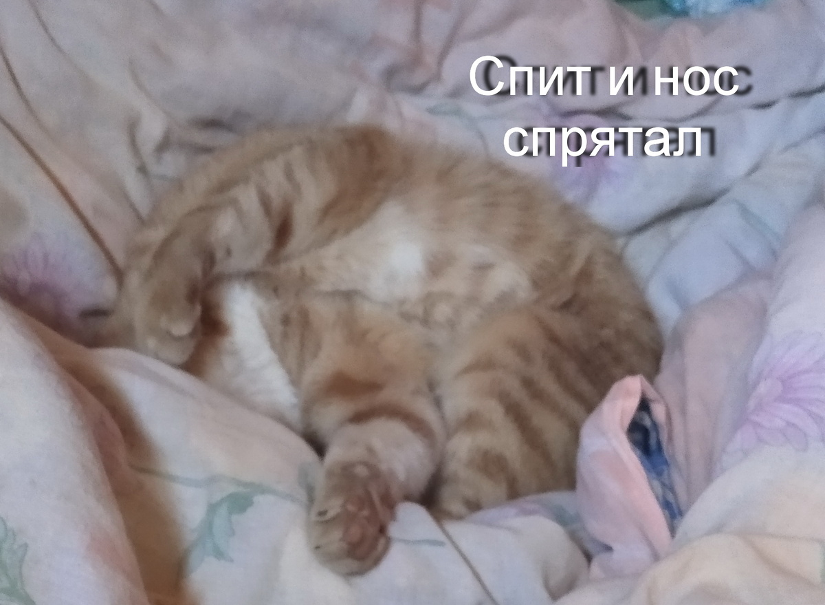 личное  фото