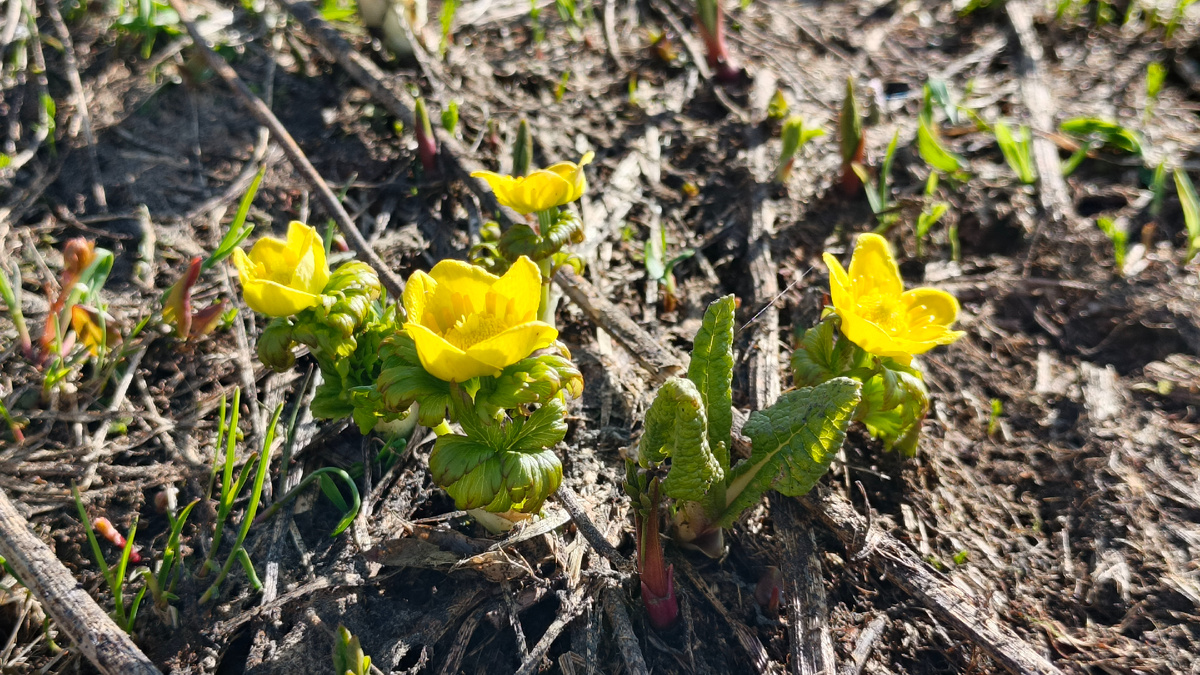 Цветочки в урочище Хорхи. Утро. Июнь 2025.  