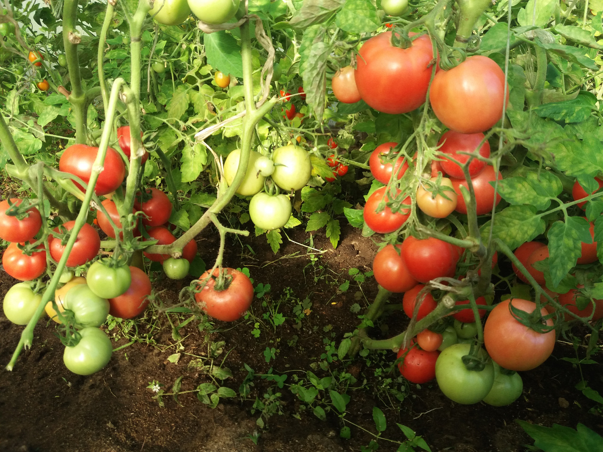 Помидорам так же подходит