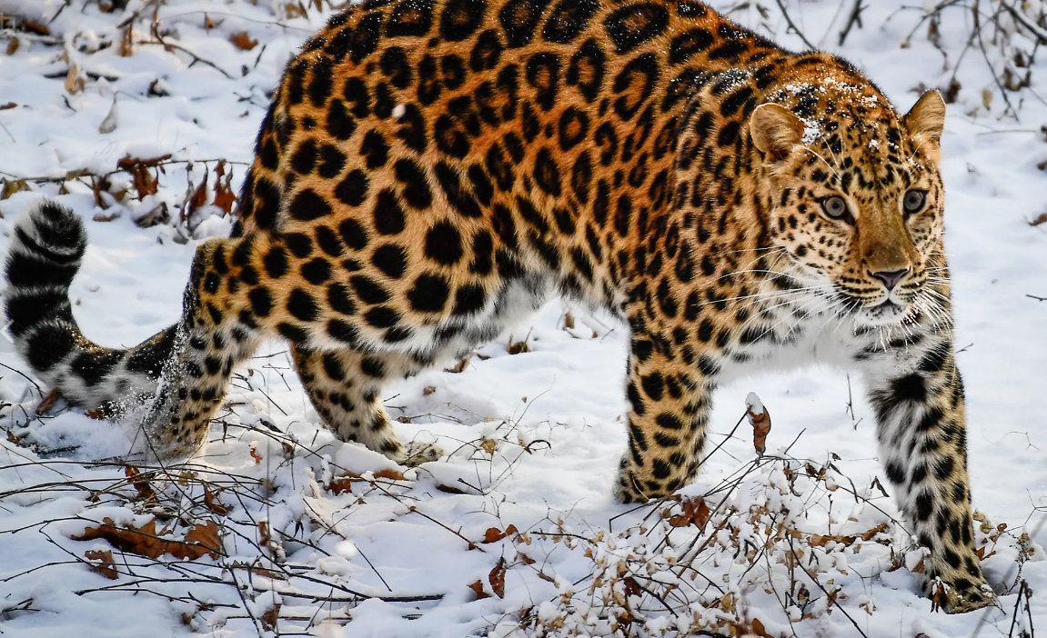 Амурский леопард