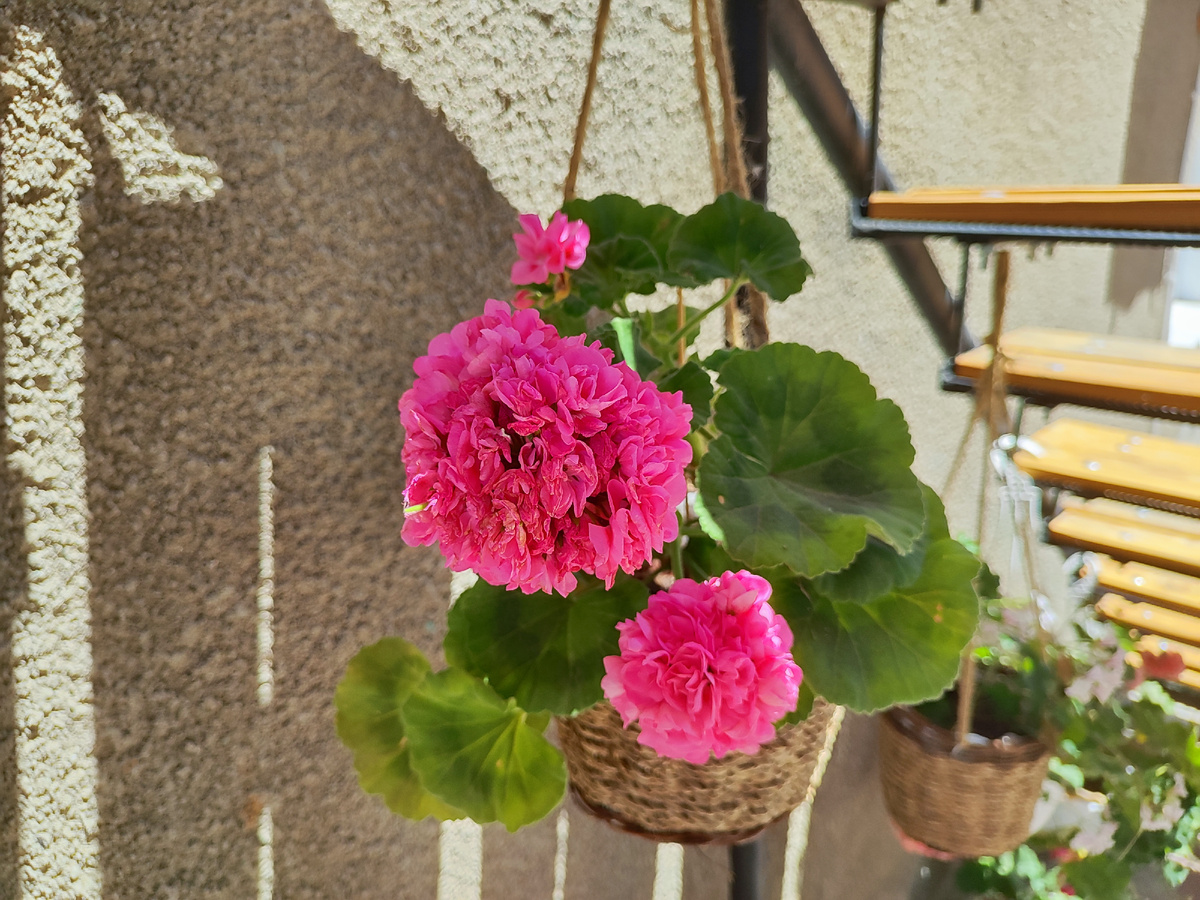 цветы под лестницей в нашем доме в Крыму, на фото пеларгония розовая жемчужина 