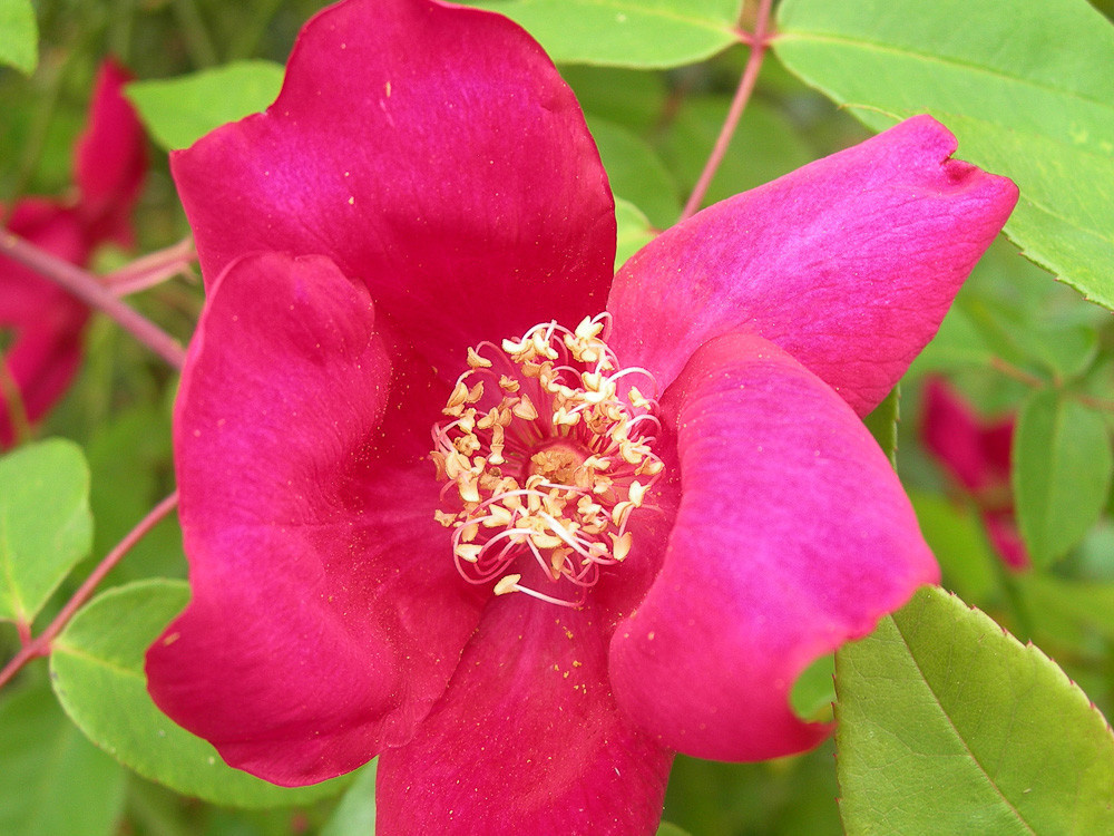 Фото Le Rose di Firenze