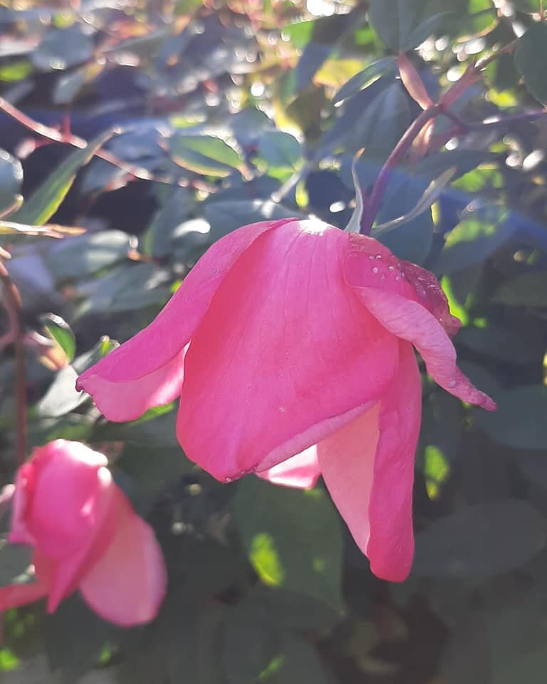 Фото Roseto di Murta