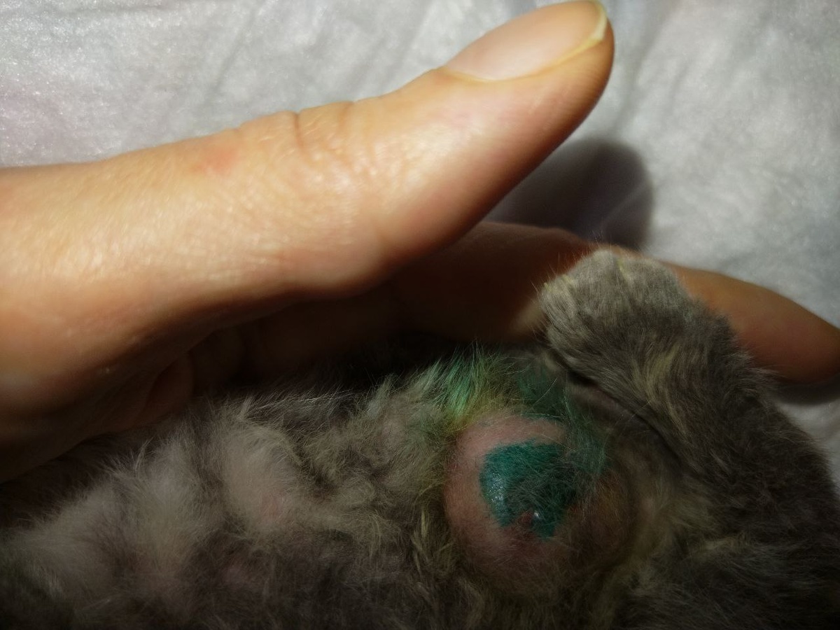 Пупок Васеньки за несколько часов до разрыва