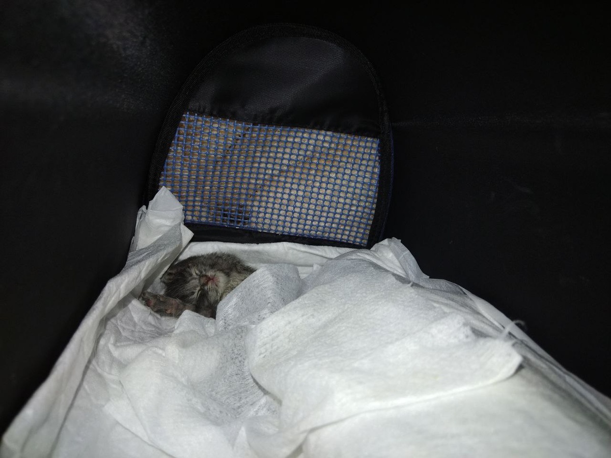 Вот так малыш сладко уснул через двое суток, когда наконец удалось окончательно сбить температуру, которая постоянно поднималась выше сорока. Правда он ещё долго был очень слаб.