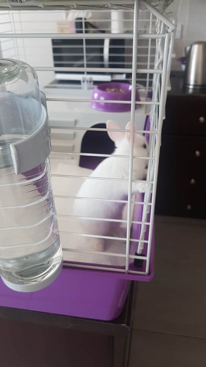 Мой Зевс. Его первый день в нашем доме. Моя лапочка. Мой умница.