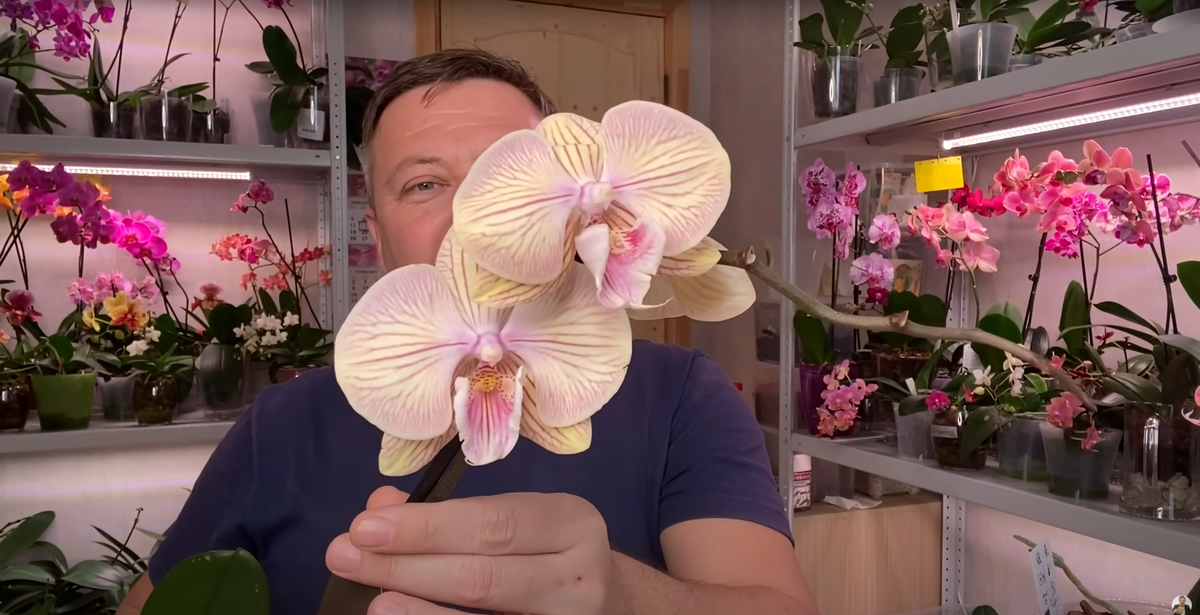 Орхидея с гнилыми корнями, полученная в подарок Starts Shining"