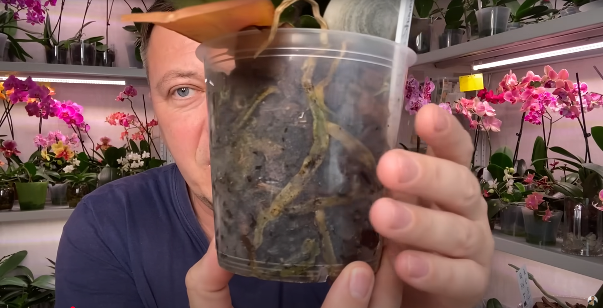 мертвые корни орхидеи 