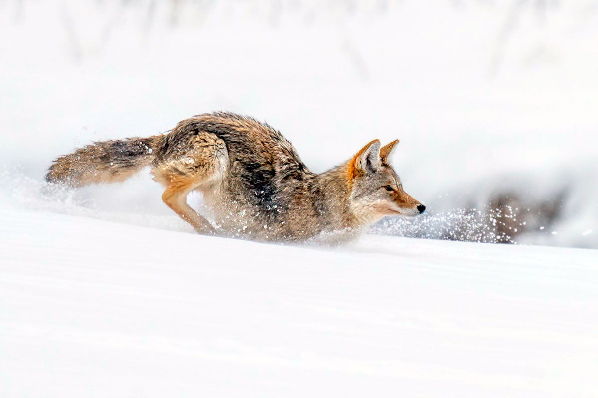 Общественная жизнь животных привела к развитию инстинктов нравственного характера