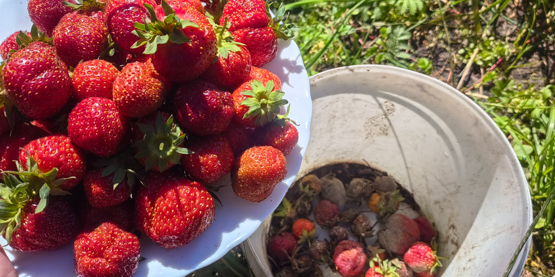 По просьбам читателей: как я размножаю клубнику