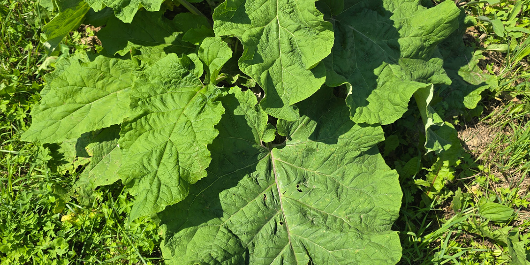 Мутные воды и люди - лопухи. Нежелательные звонки после начала бизнеса