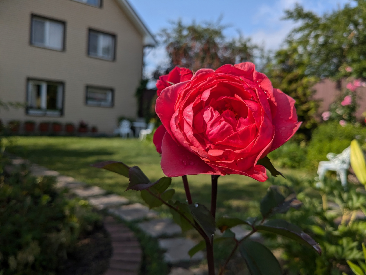 Роза флорибунда, сорт Gartenprinzessin Marie-José