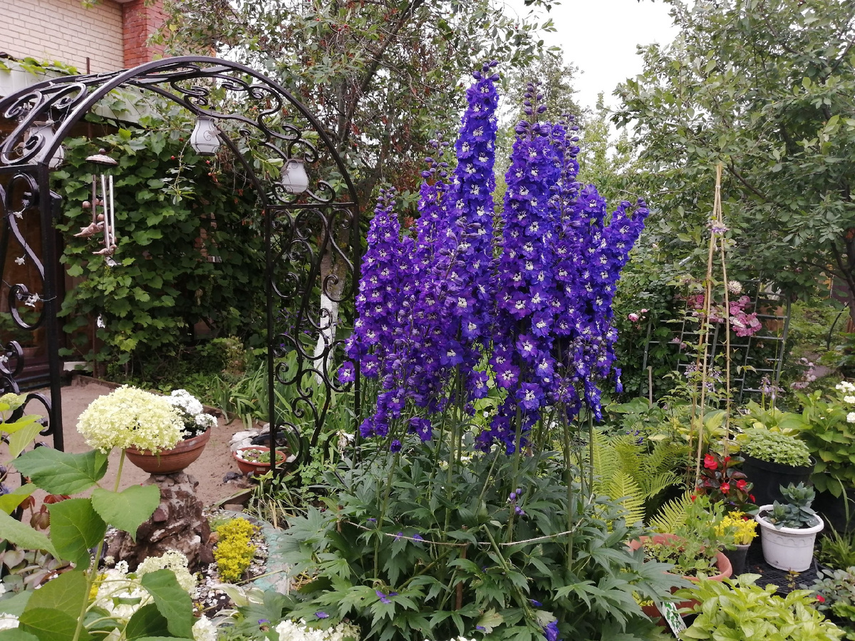 Дельфиниум, сорт King Arthur