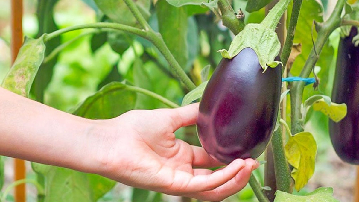 Яндекс картинки