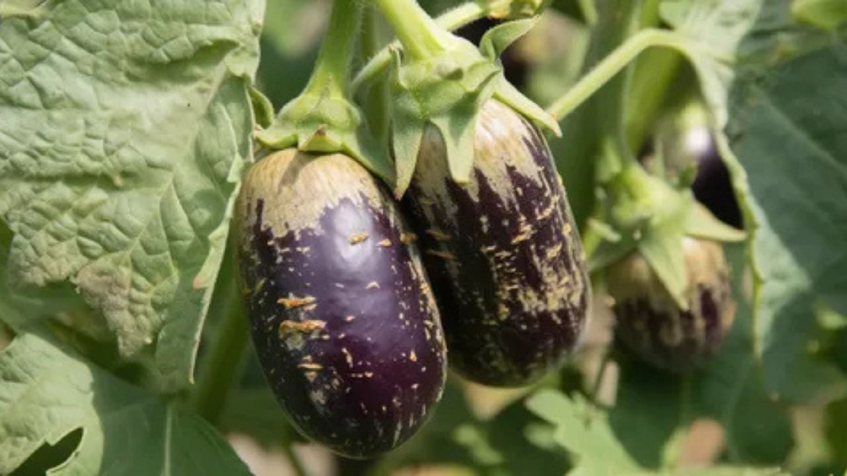 Яндекс картинки