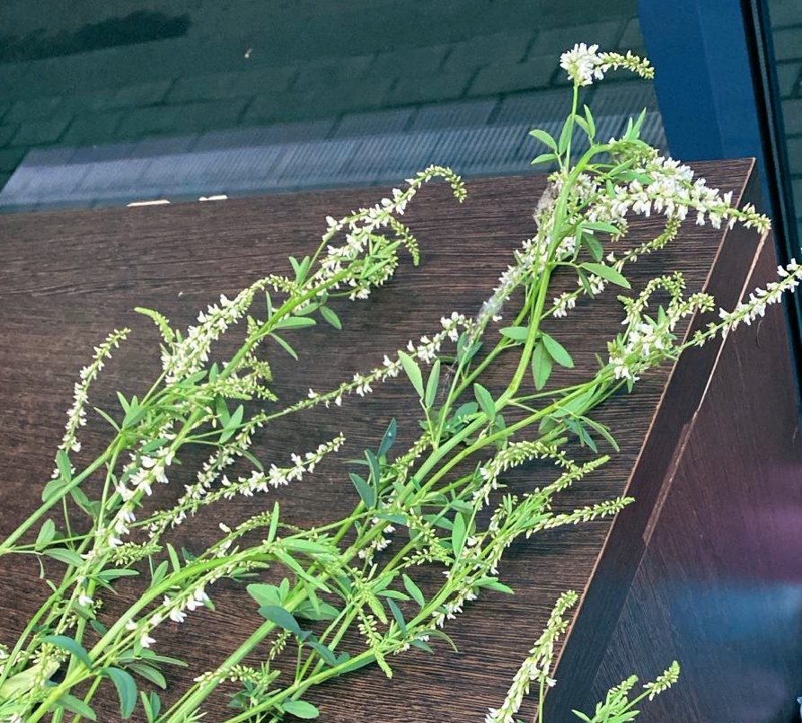 Неопознанный зверь