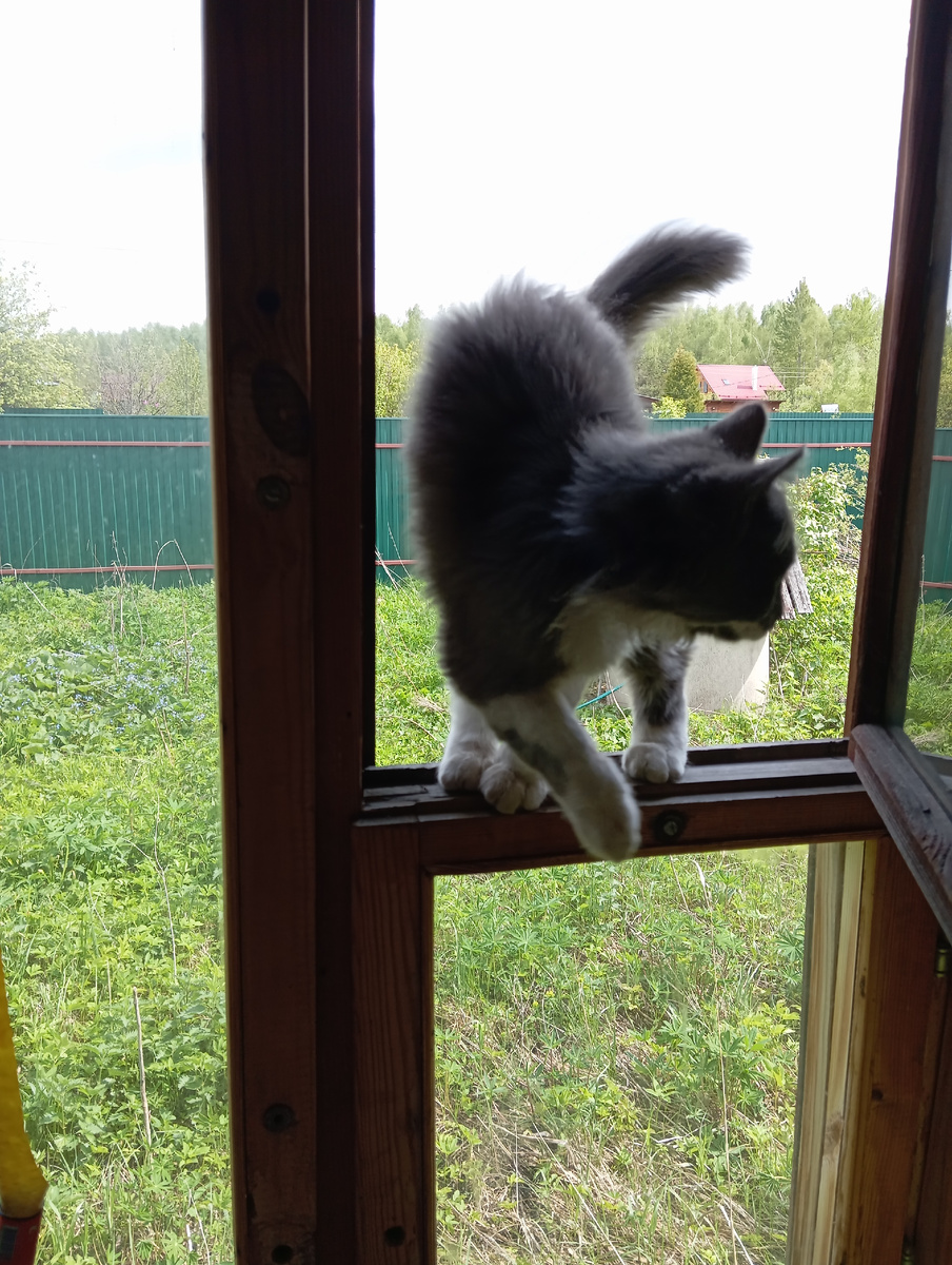 Мурзилка собственной персоной  Фото хозяйки Мурзилки