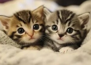 Фото из интернета.