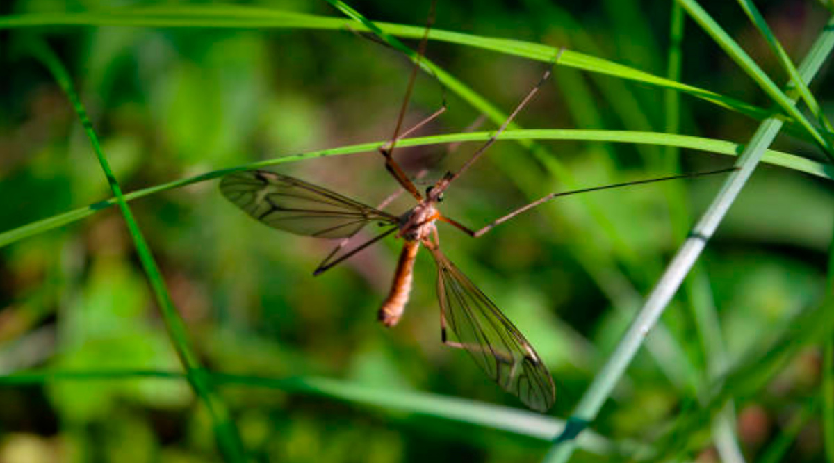 Лето – это прекрасно, но... комары и мошки тоже в курсе!