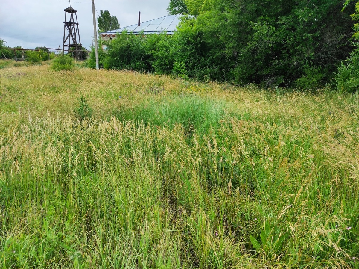 Из этой травы вкусное сено получается. Центр нашего села.
