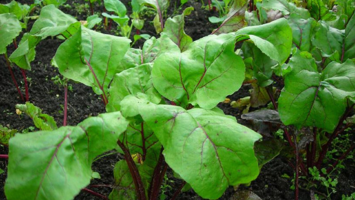 Яндекс картинки