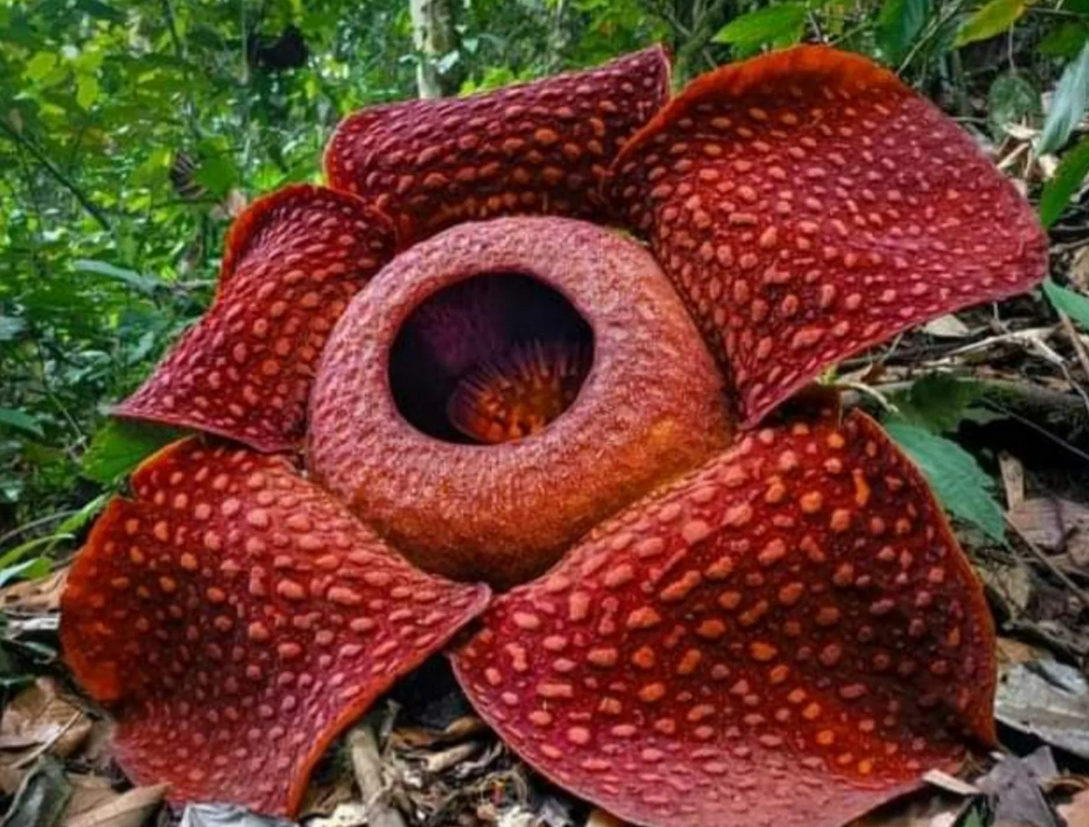 Из интернета.