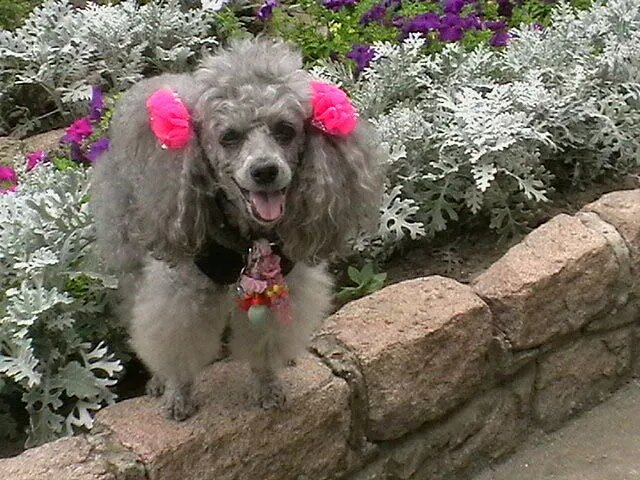 Малышка Лика-первая собака Лилии Александровны.