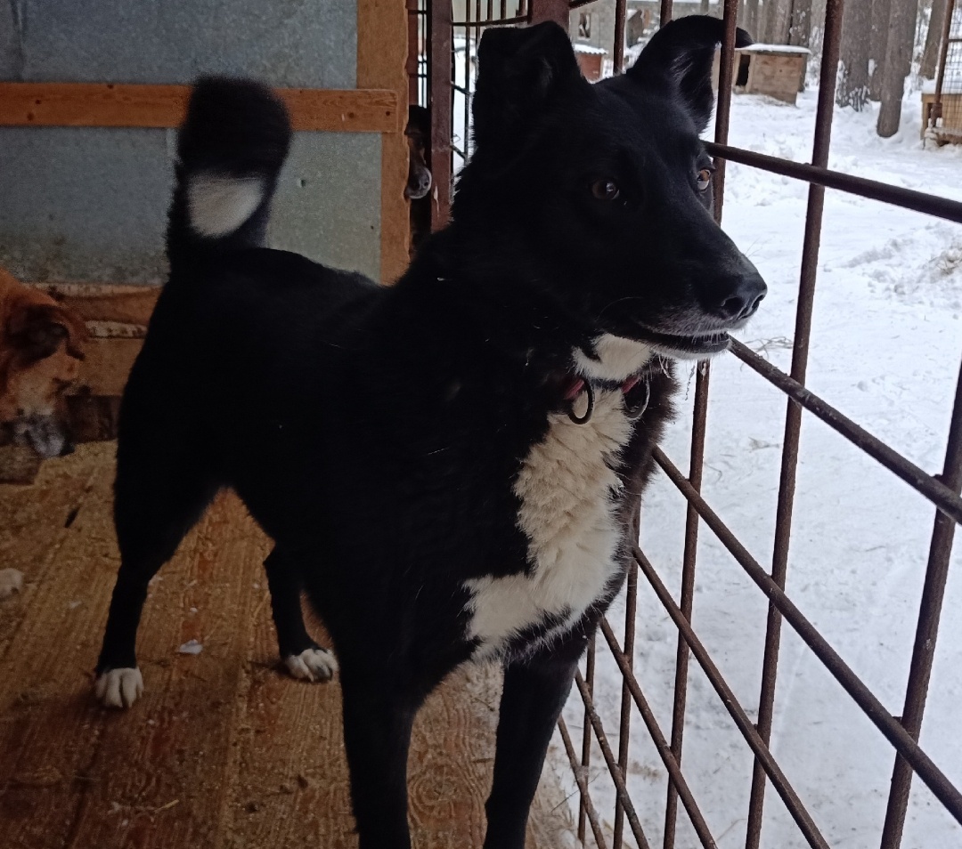 Ждет своего человека