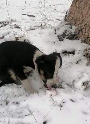 Щенок с травмой головы сидел на снегу