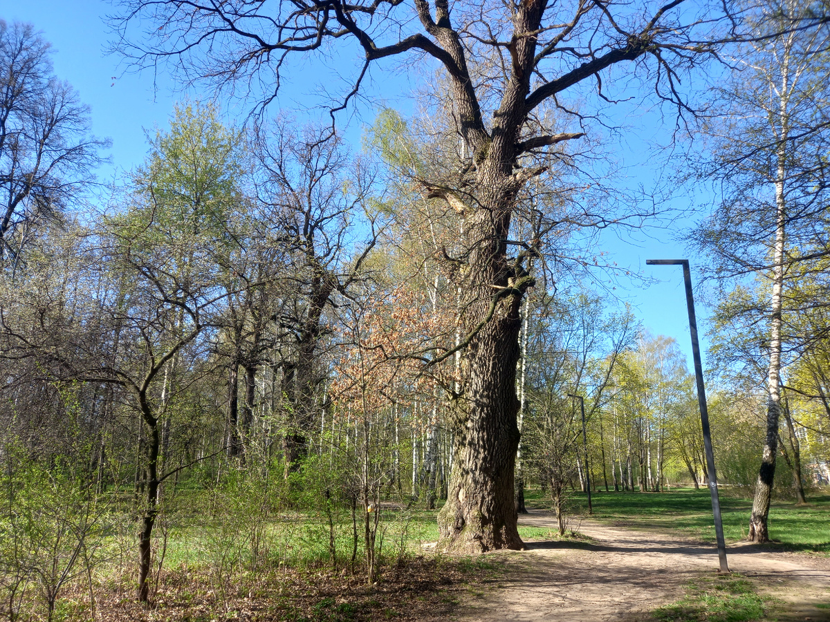 Фрагмент ЦПКО