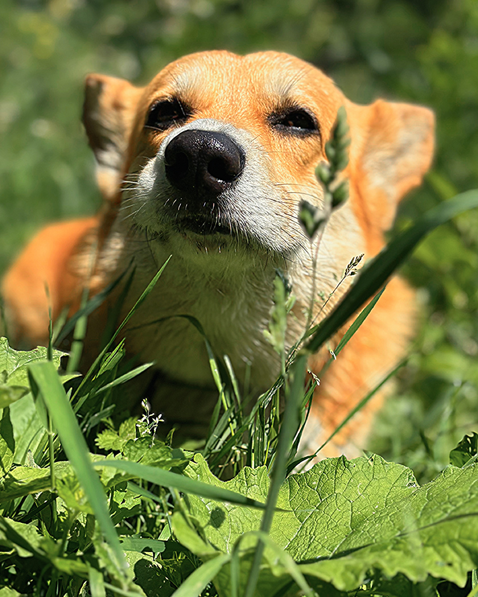 Корги ест траву