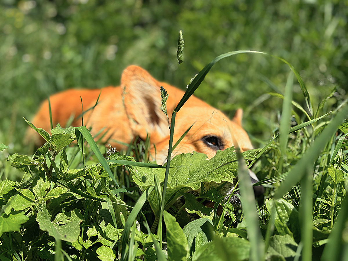 Собака породы вельш корги пемброк пасется на лугк