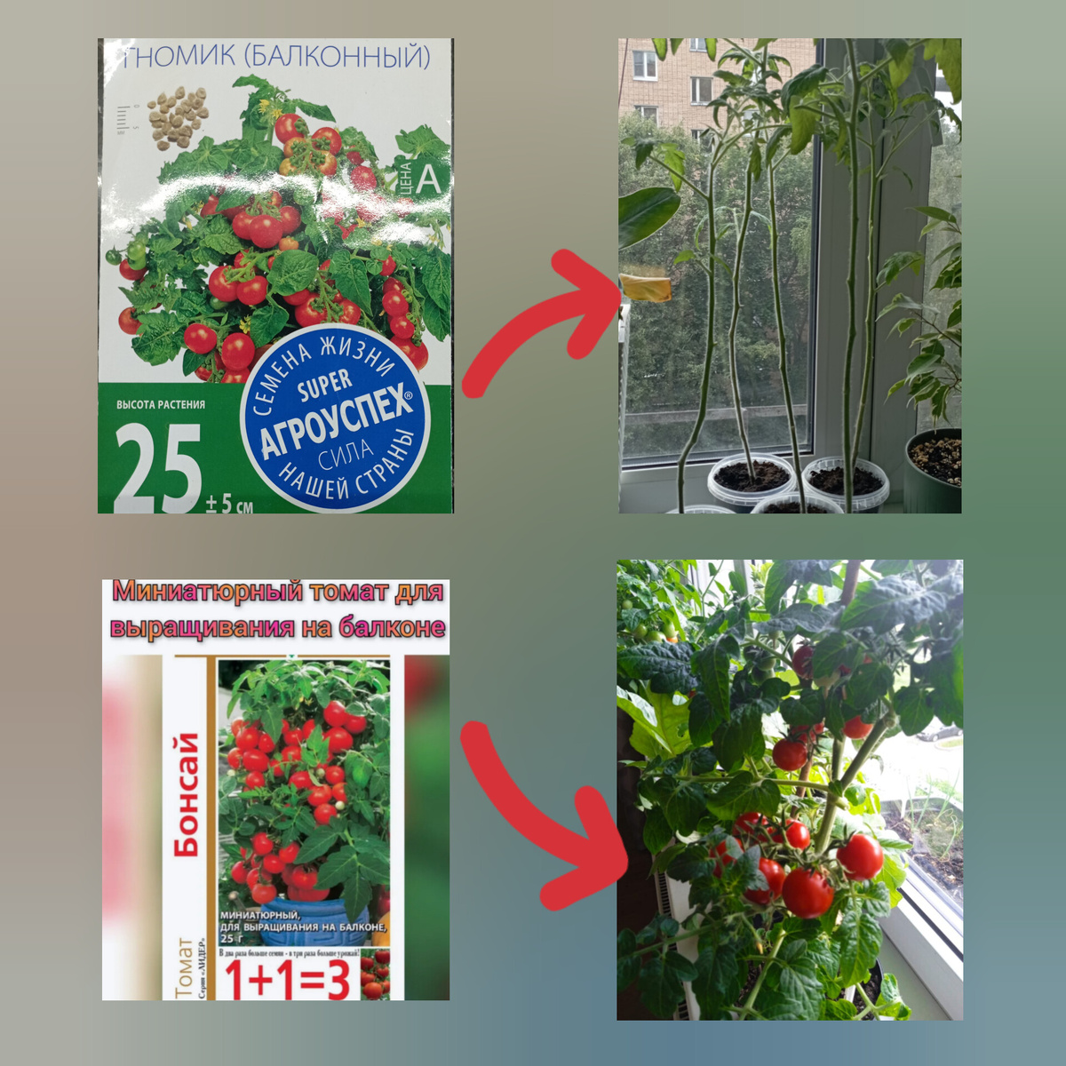 Великаны цветут. Сегодня наконец-то увидела завязь. 