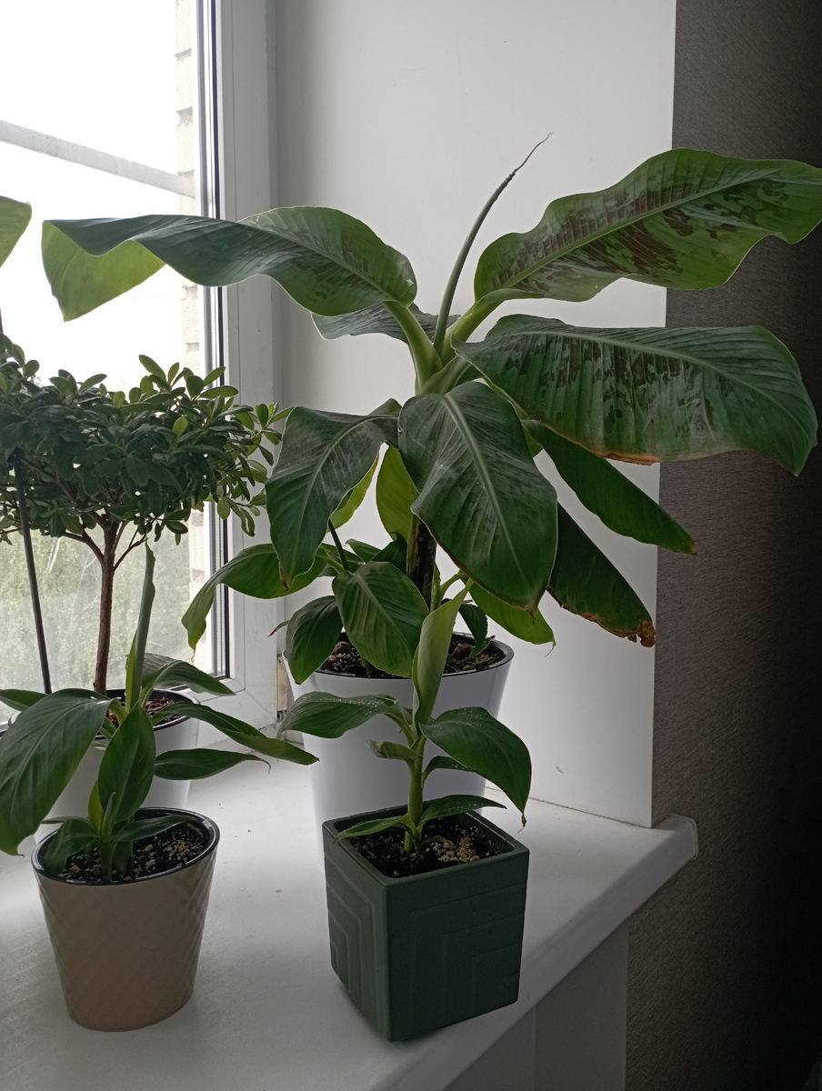 Зато бананы хороши! 