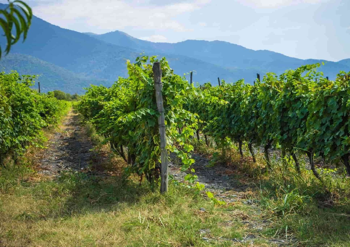 фото взято из открытых бесплатных источников и не является рекламой