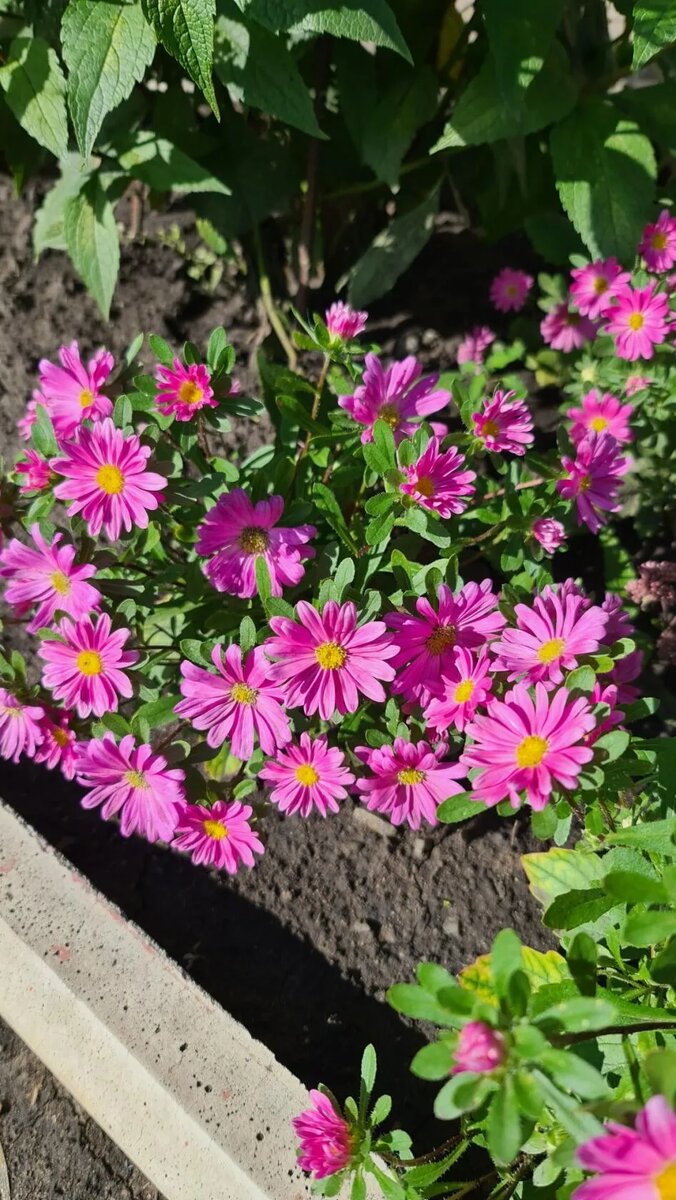 В галерее 2 фото автора.