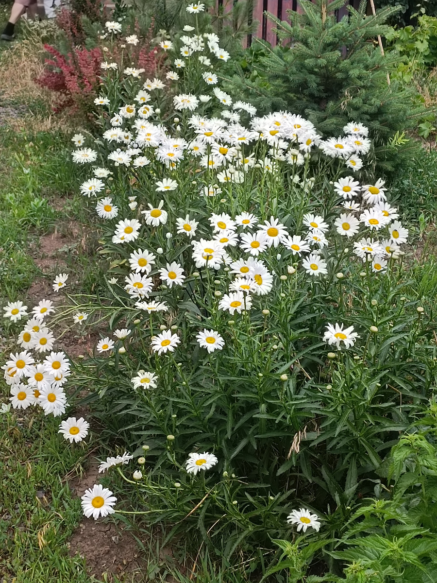 Целая толпа😍