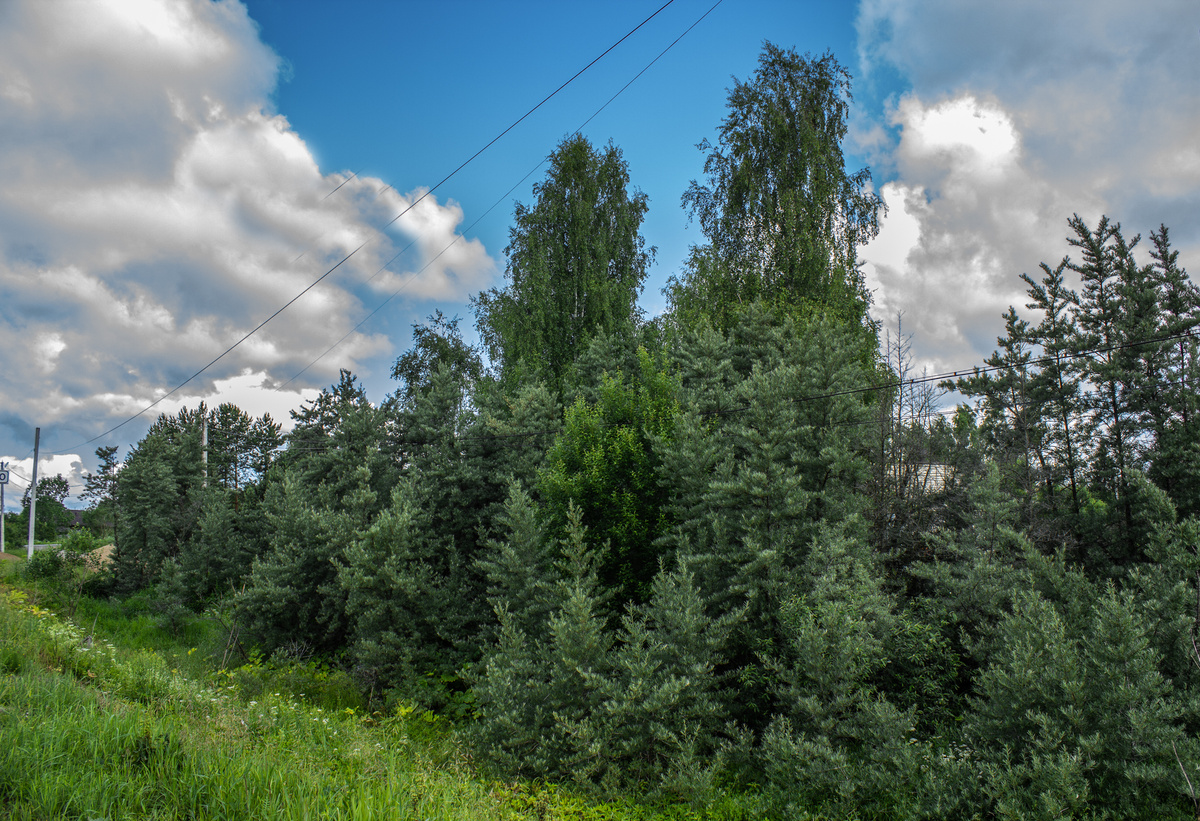 ЭТО ОБЛЕПИХА.