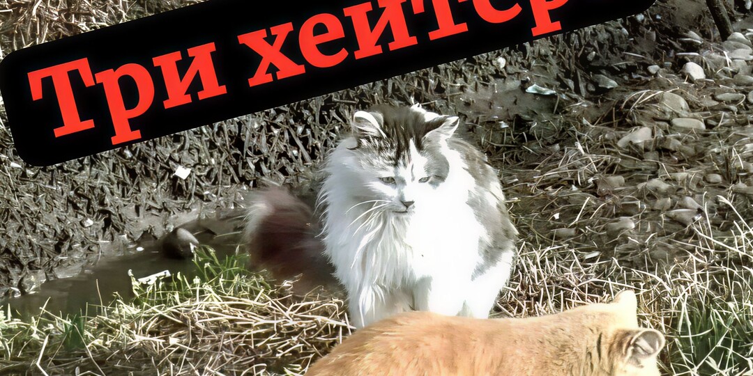 Три хейтера.