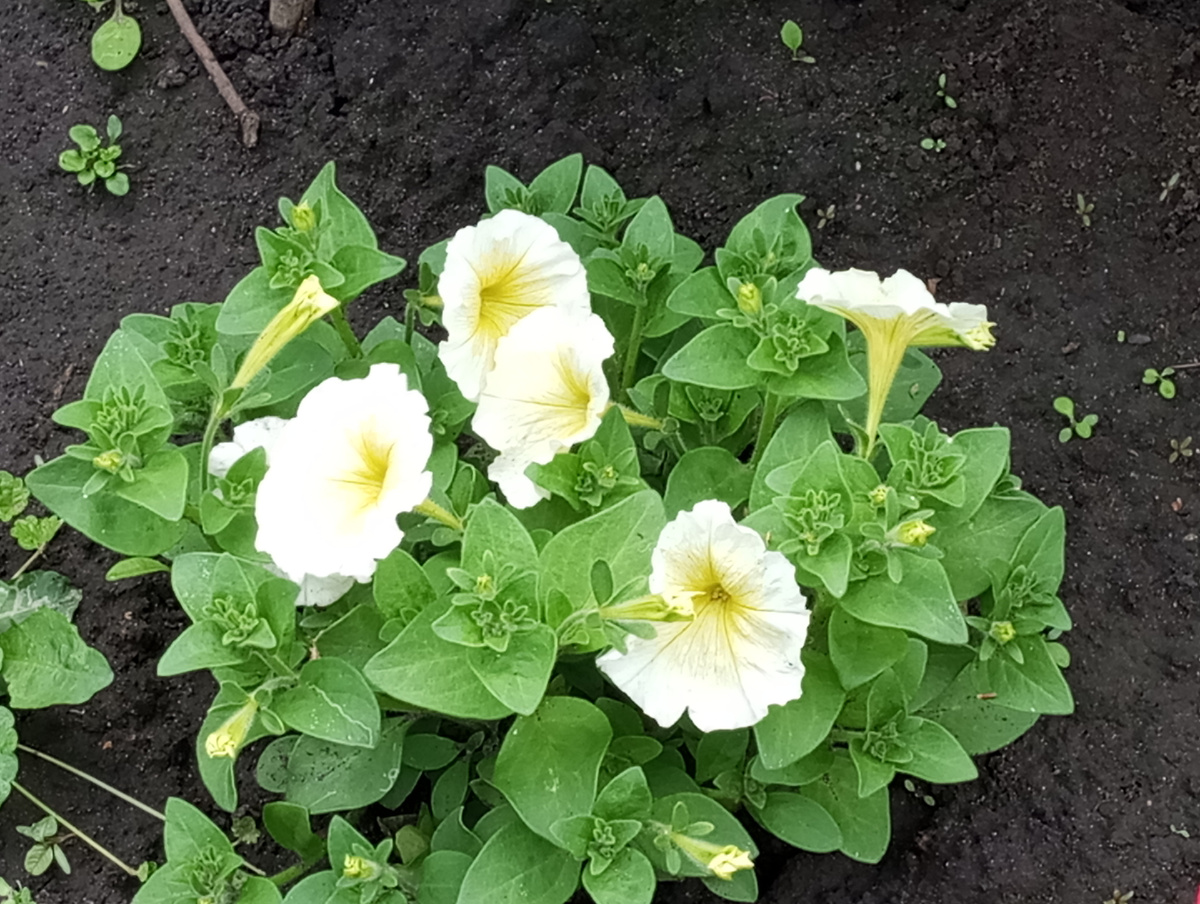 Ожили петунии.