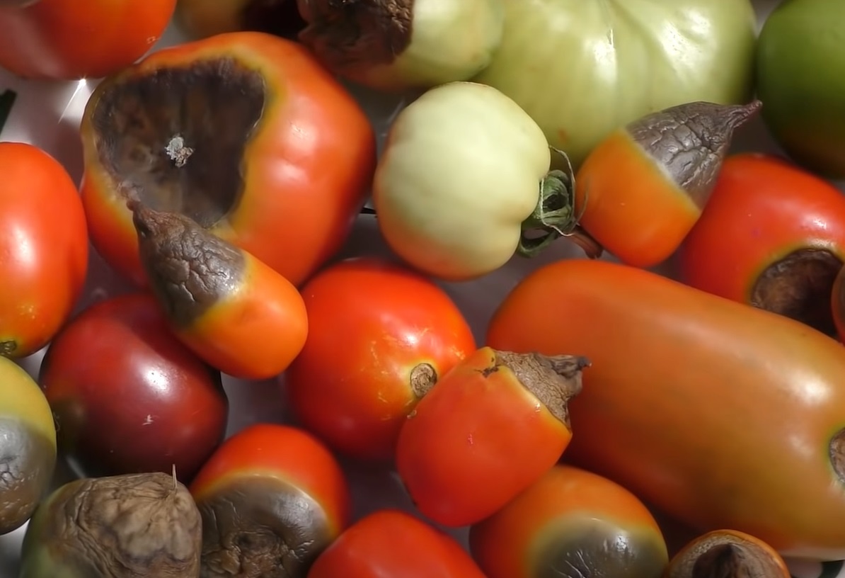 Жара и засуха: снова Вершинная гниль. Как спасти томаты от вершинной гнили