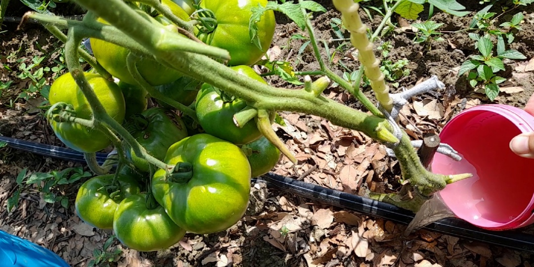 Как и чем обработать томаты от фитофторы: спасаем урожай