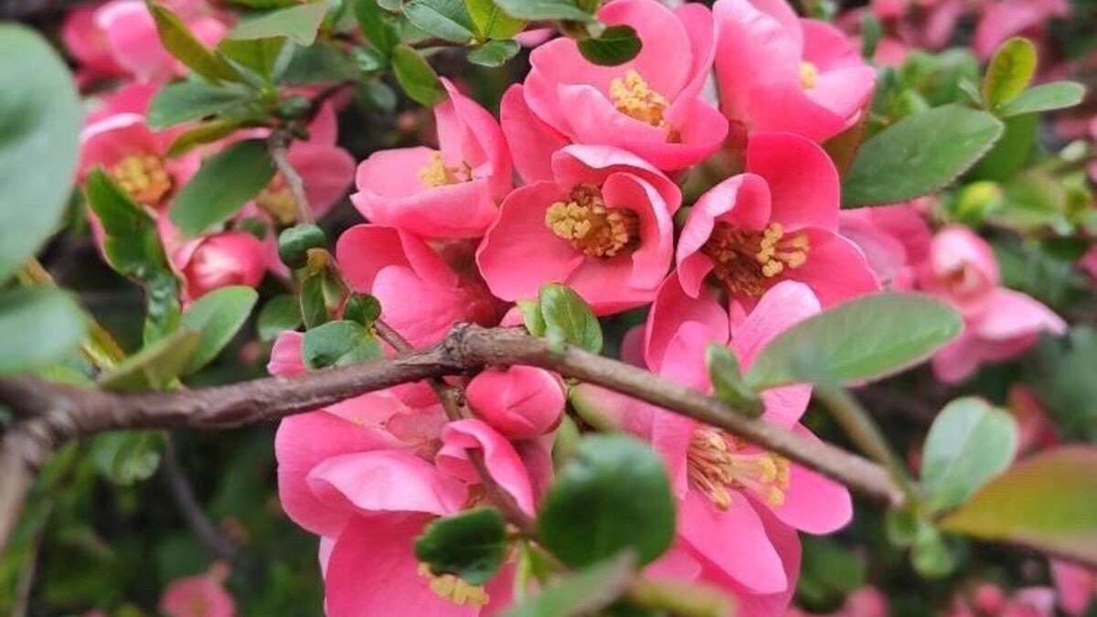     Источник: 1MI