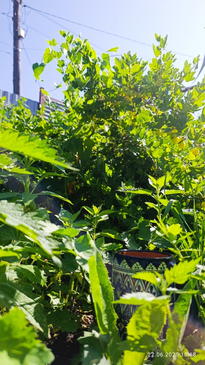 Мой утренний кофе сегодня в кустах, освобождала крыжовник.