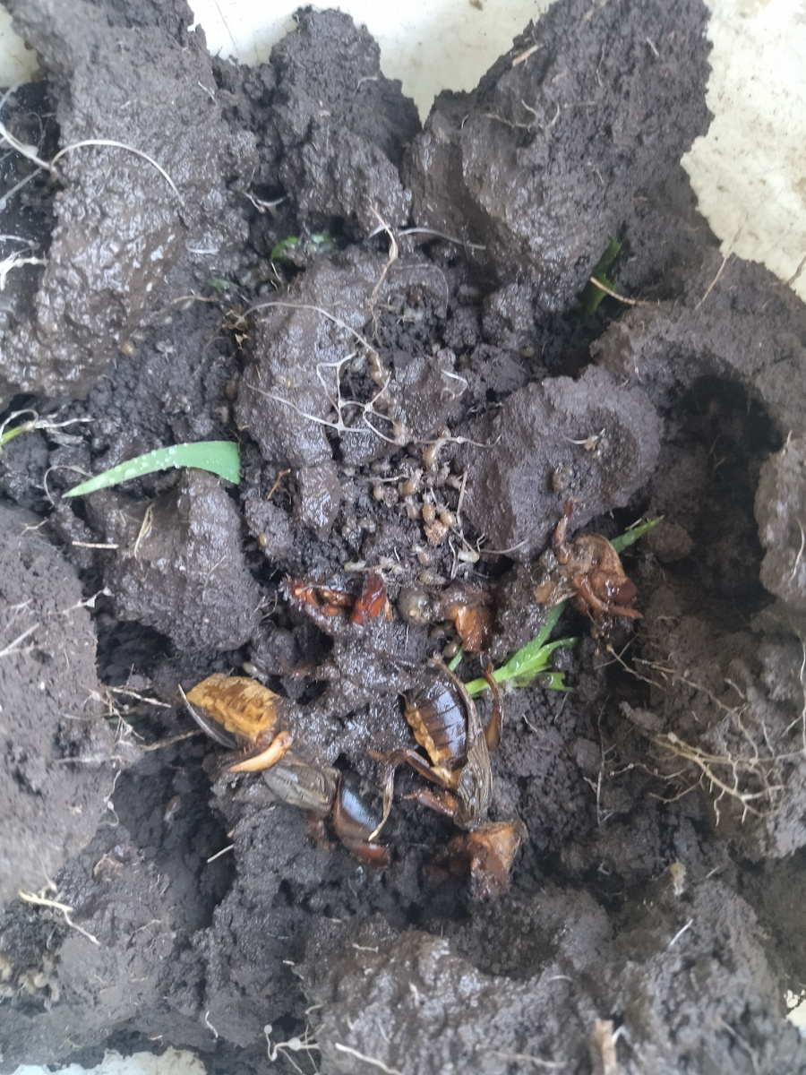 Фото автора "Там их в ведре 20 штук! Брррр"