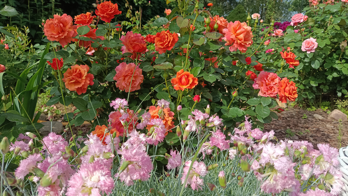 ИЗИ ДАЗ ИТ. 2025