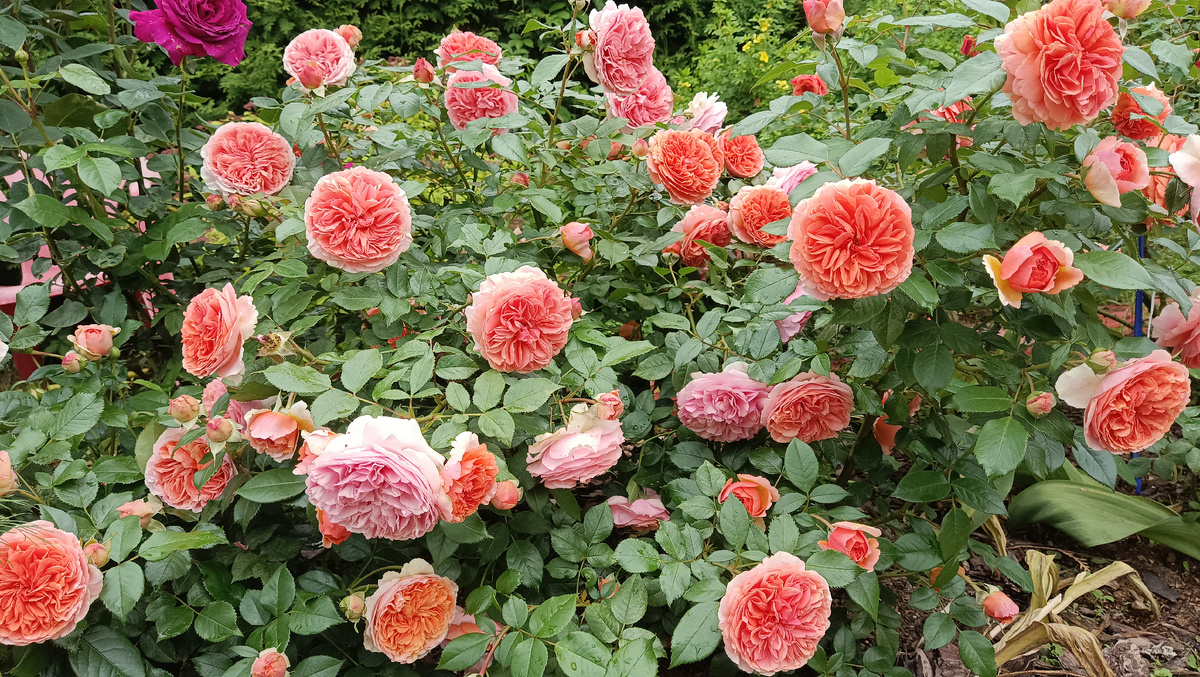 ЧИППЕНДЕЙЛ, 2025